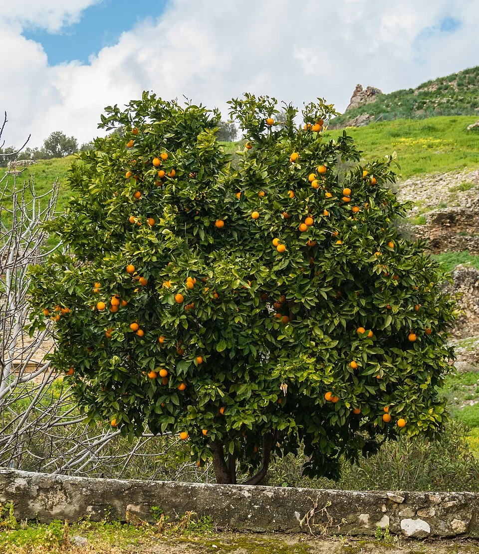 Mandarin / tangerine