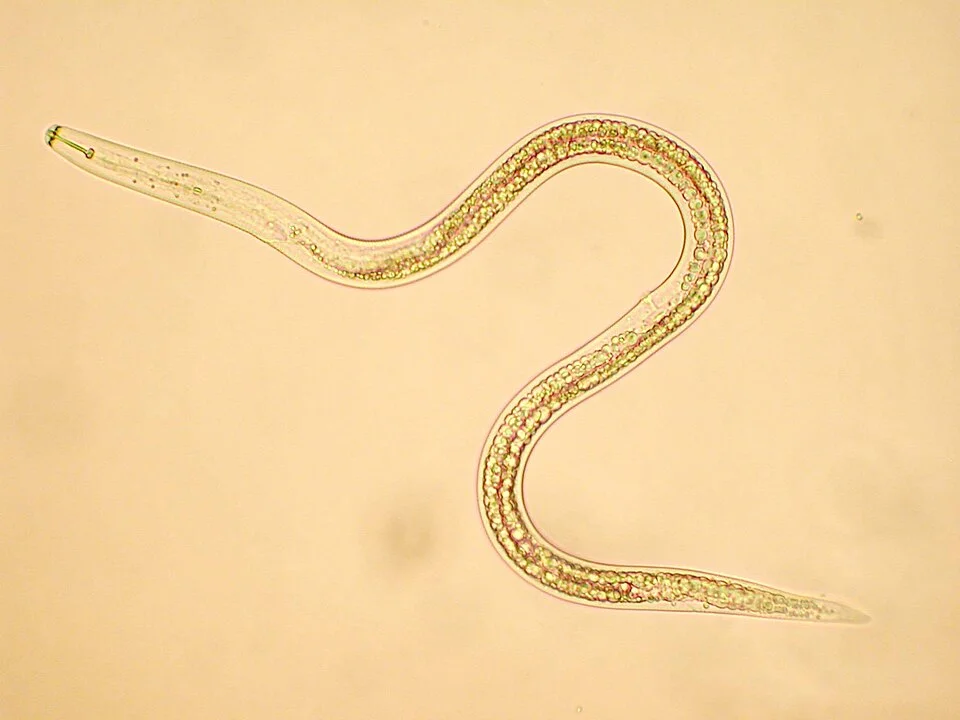 Burrowing nematode