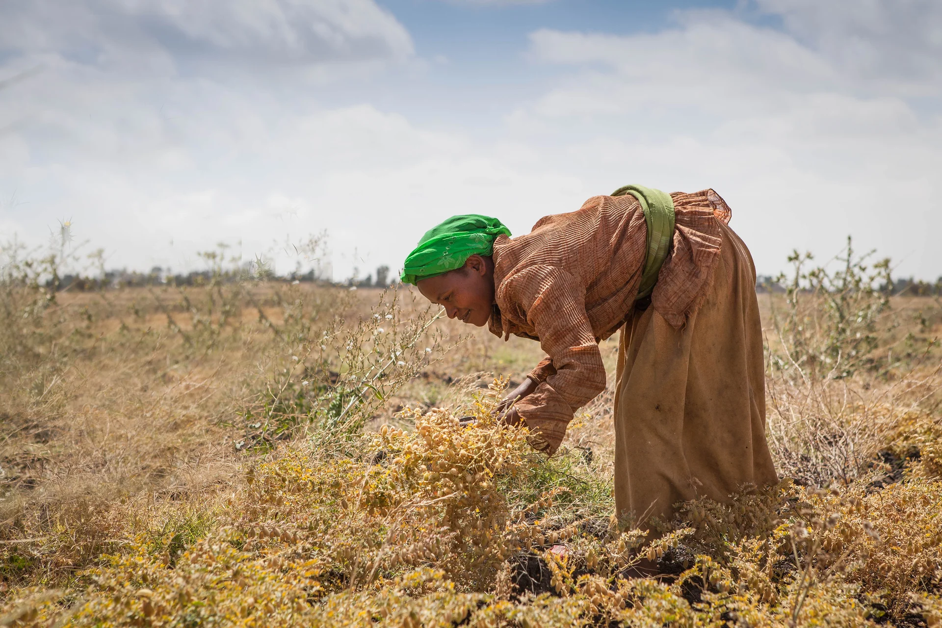 A farmer harvesting a mature, dry chickpea crop by hand in a field in Ethiopia