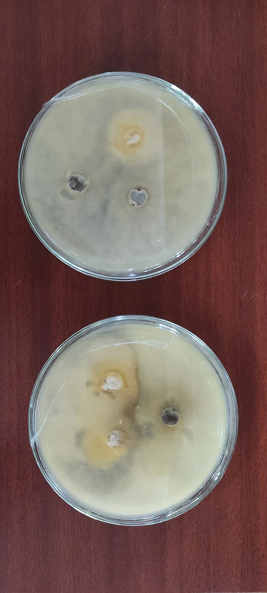 Yam anthracnose