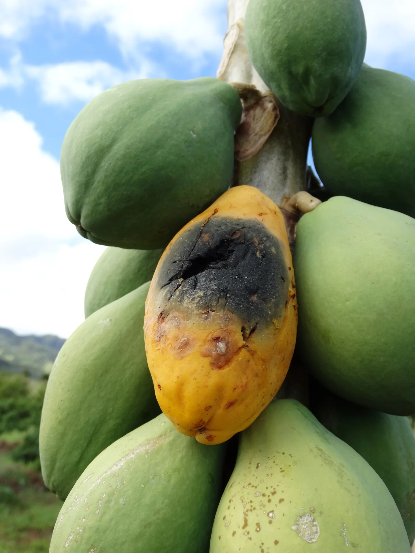 Ripening papaya on the plant with a black, soft stem-end rot spreading from the top of the fruit