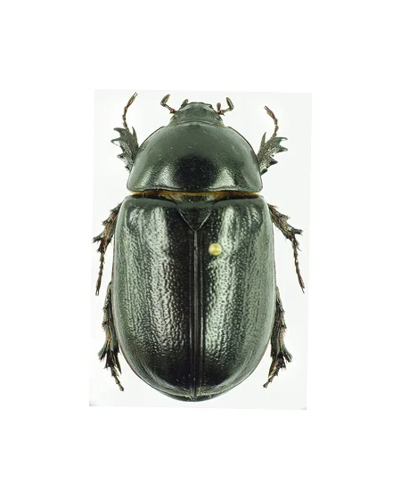 Large hard-shelled dark brown-black yam beetle (Heteroligus) with strong toothed front legs for digging