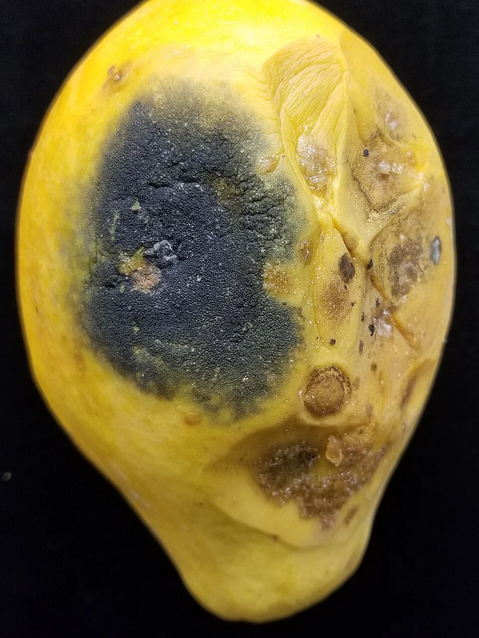 Stem-end rot