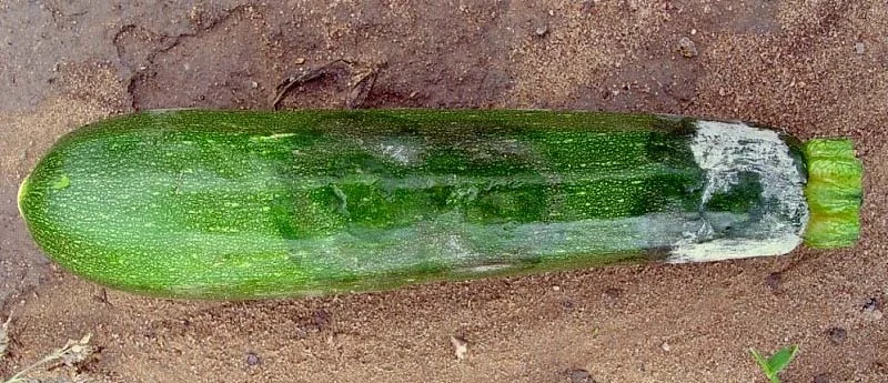 Phytophthora blight