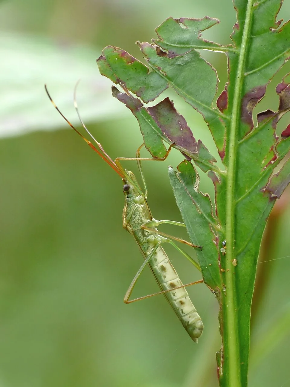 Rice bugs