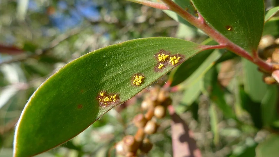 Guava rust