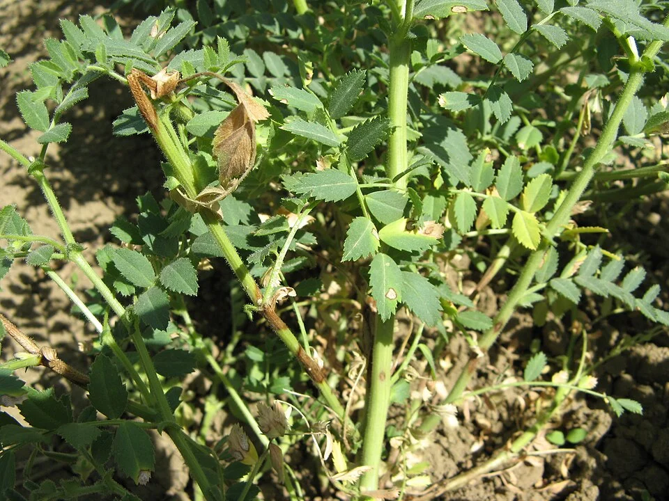 Ascochyta blight