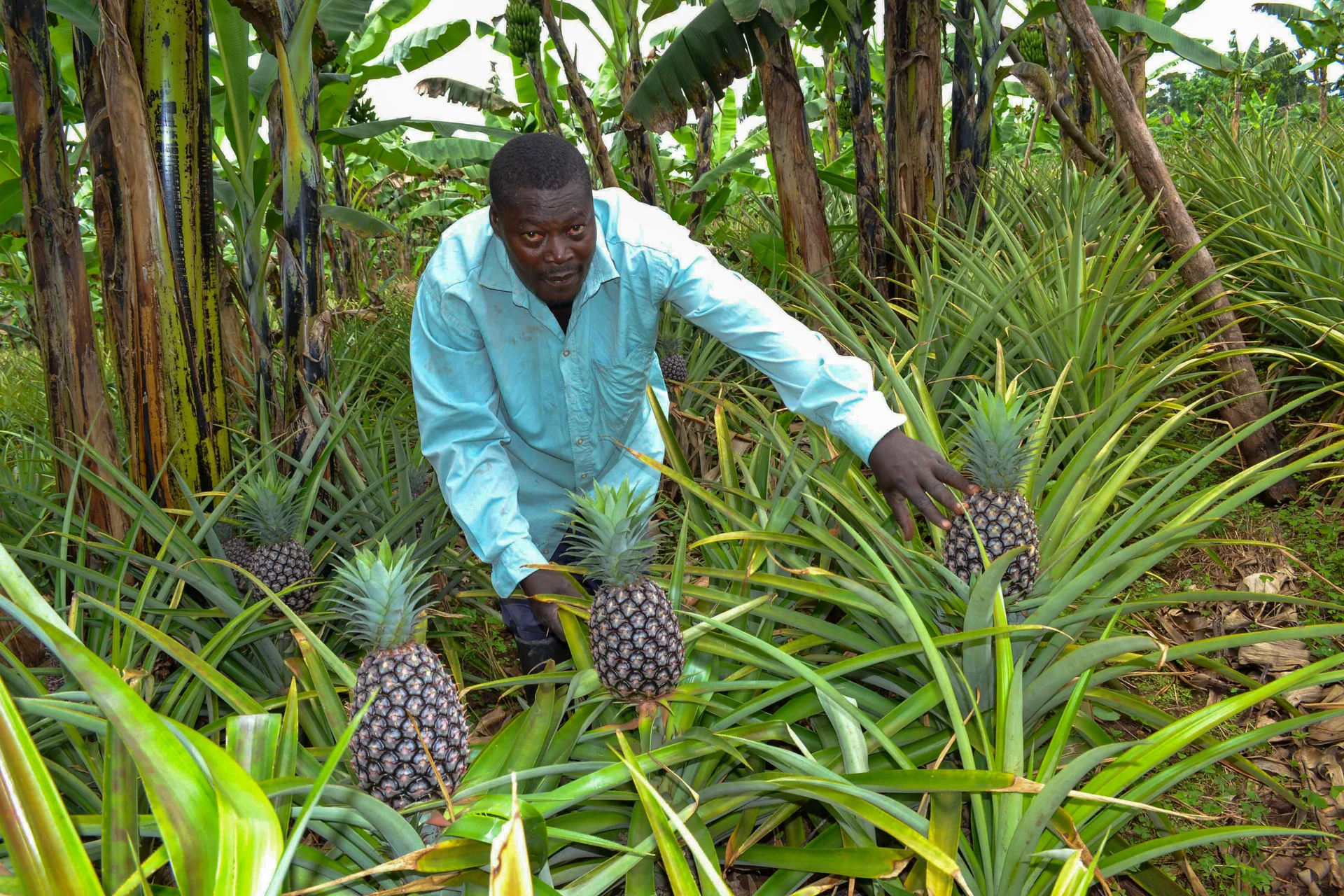 A farmer among his pineapple plants, each carrying one ripening fruit on a stalk in the leaf rosette