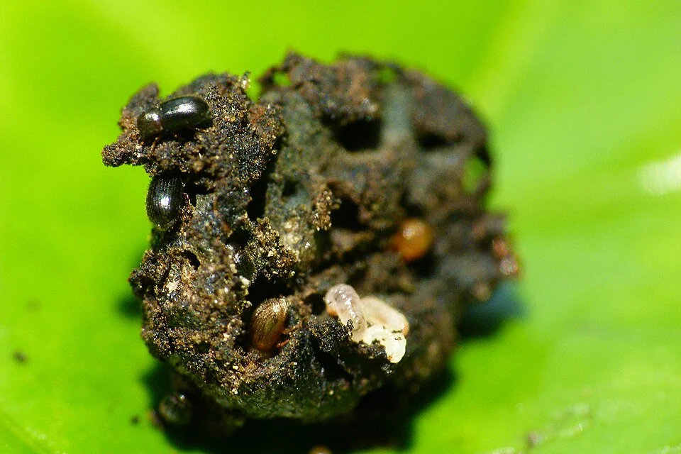 Coffee berry disease