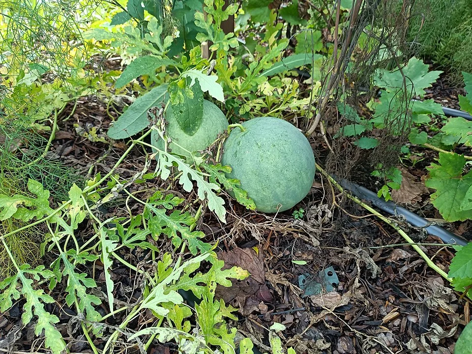 Egusi melon