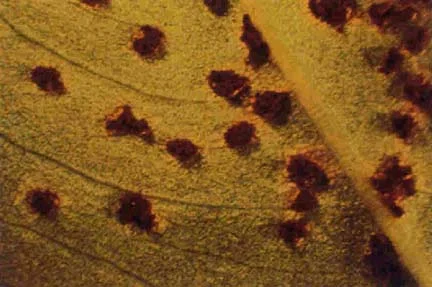 Groundnut rust
