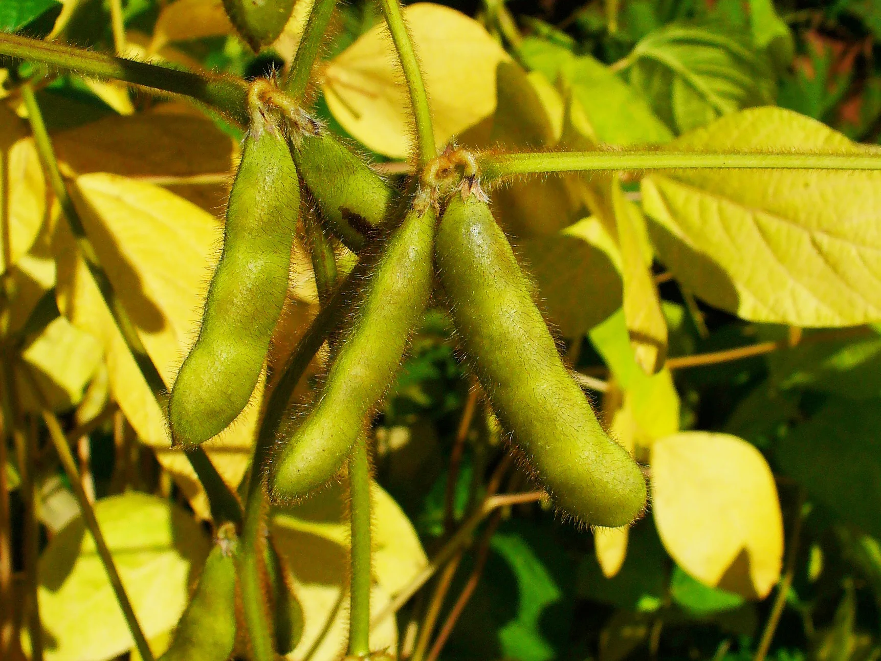 Fuzzy green soybean pods hanging on the plant among yellowing leaves