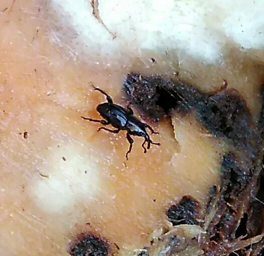 Banana weevil
