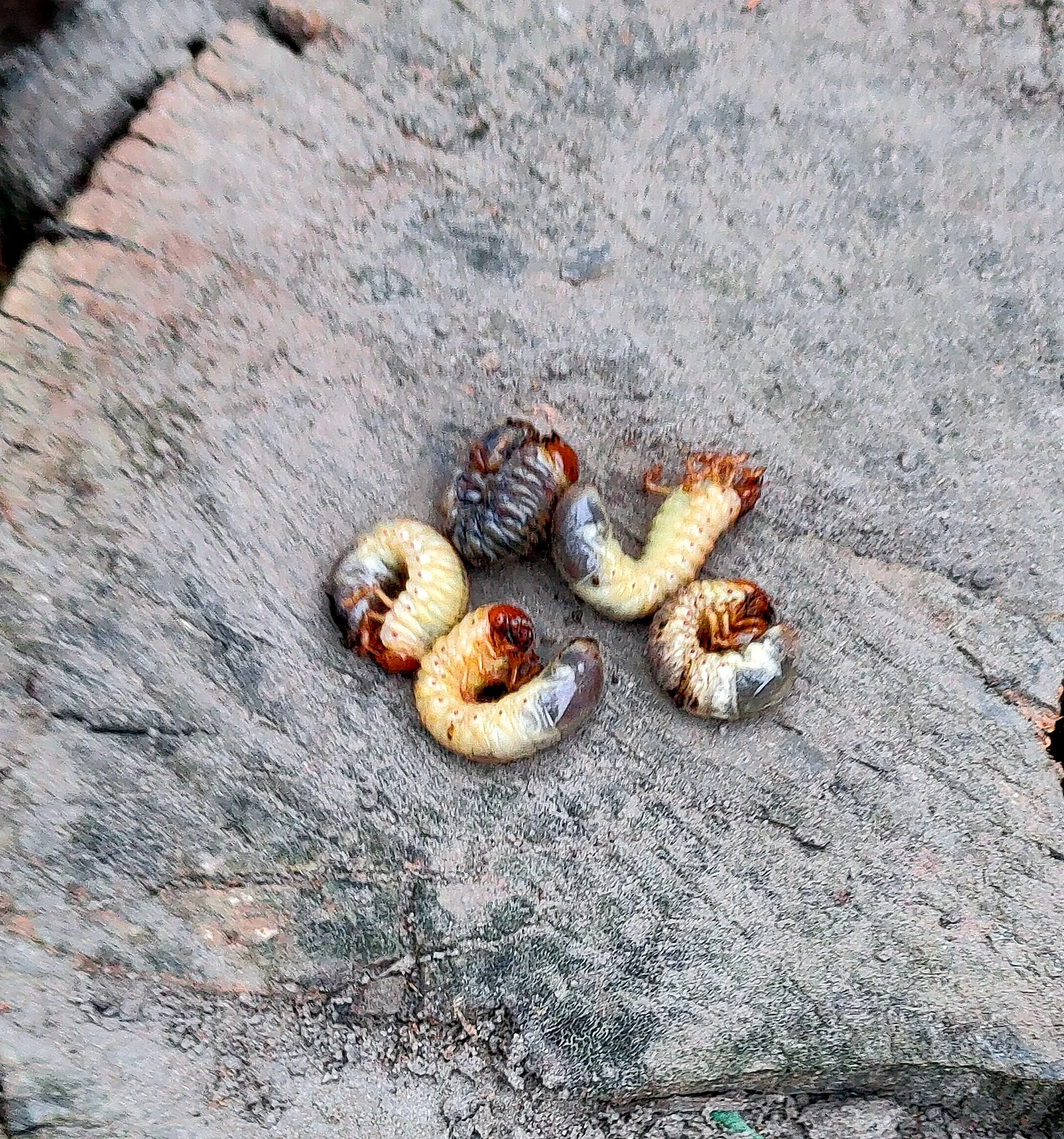 Several white grubs curled into C-shapes, cream-coloured with brown heads, freshly dug up from soil