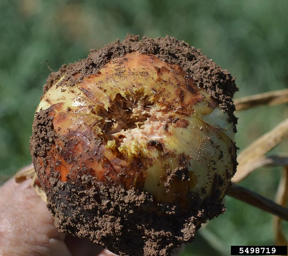 Fusarium basal rot