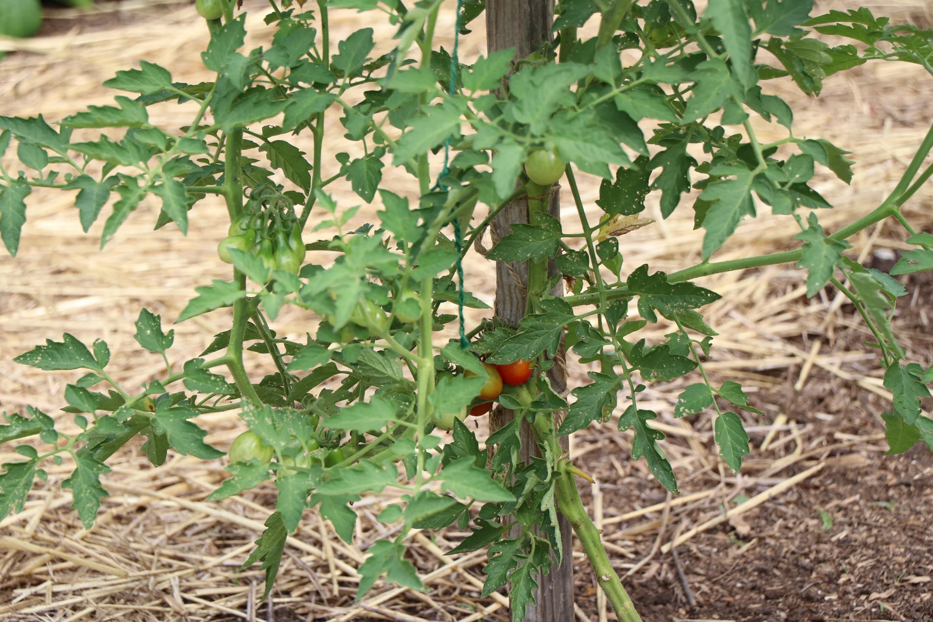 Staked tomato plant in the field with ripening red and green fruit