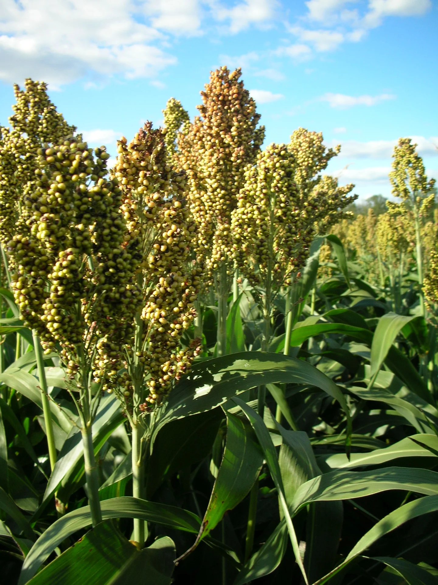A field of tall sorghum plants with upright grain heads ripening against a blue sky