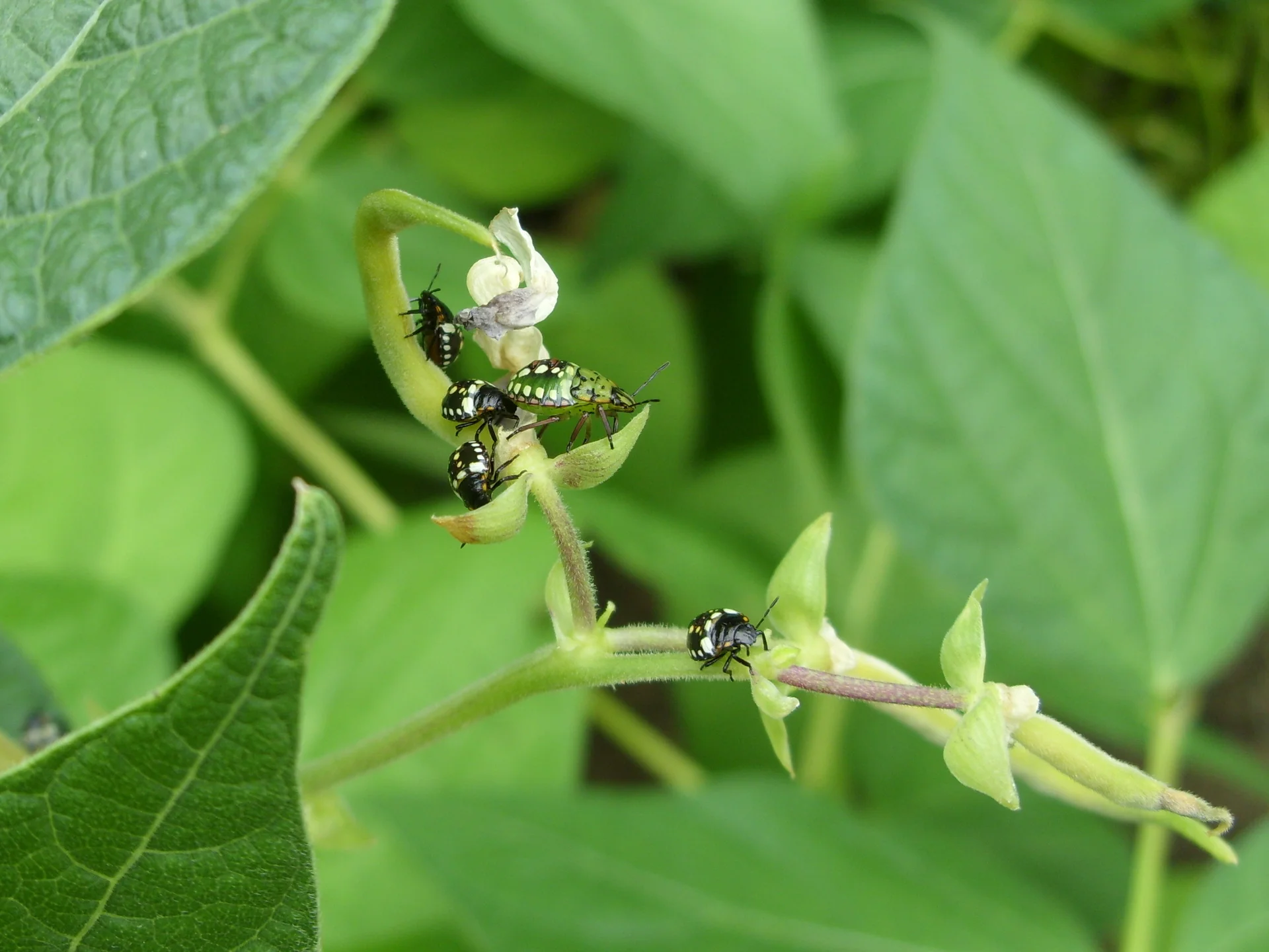 Green shield-shaped bugs and their spotted young clustered on the flowers and pod stalks of a bean plant