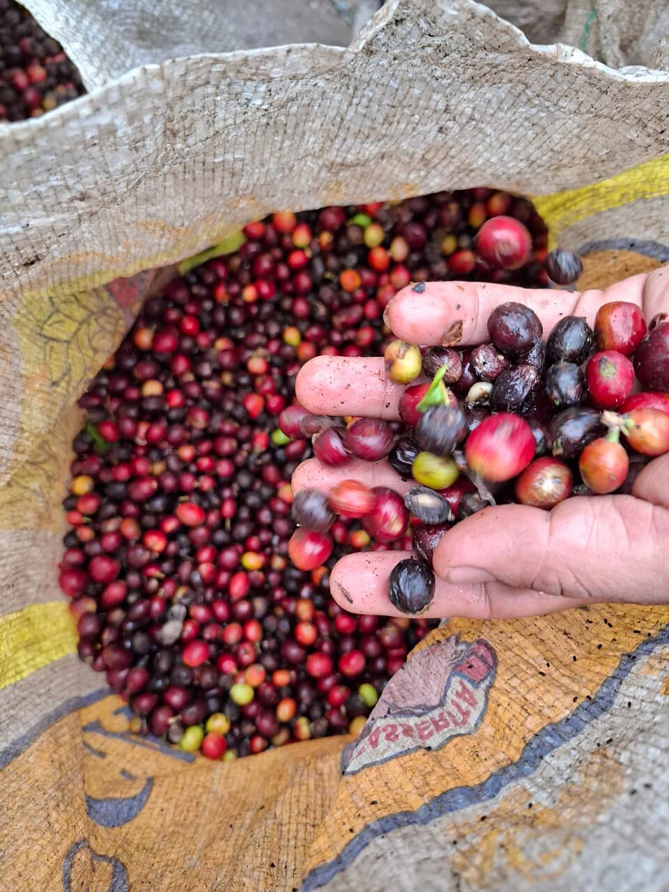 Arabica coffee