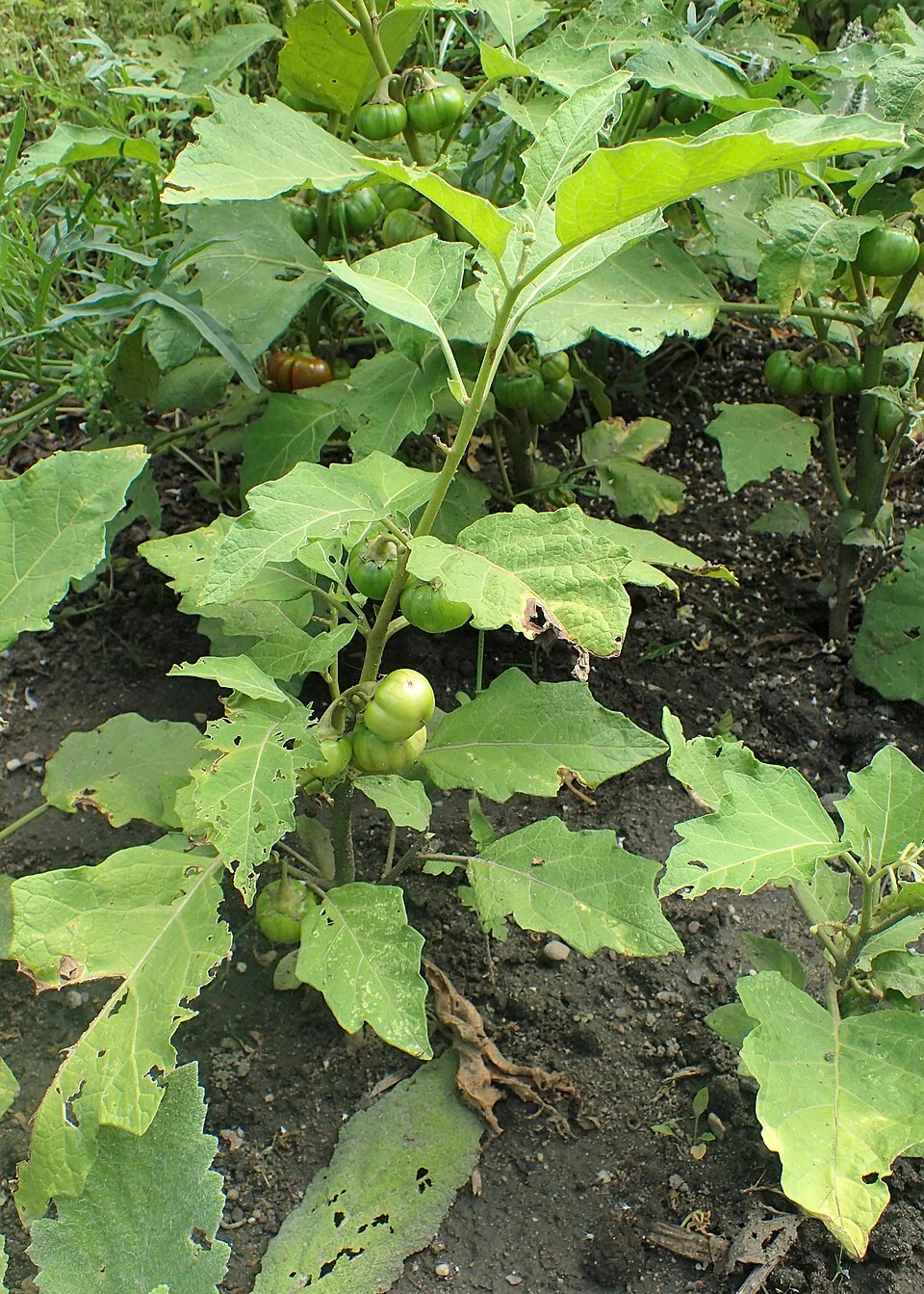 African eggplant