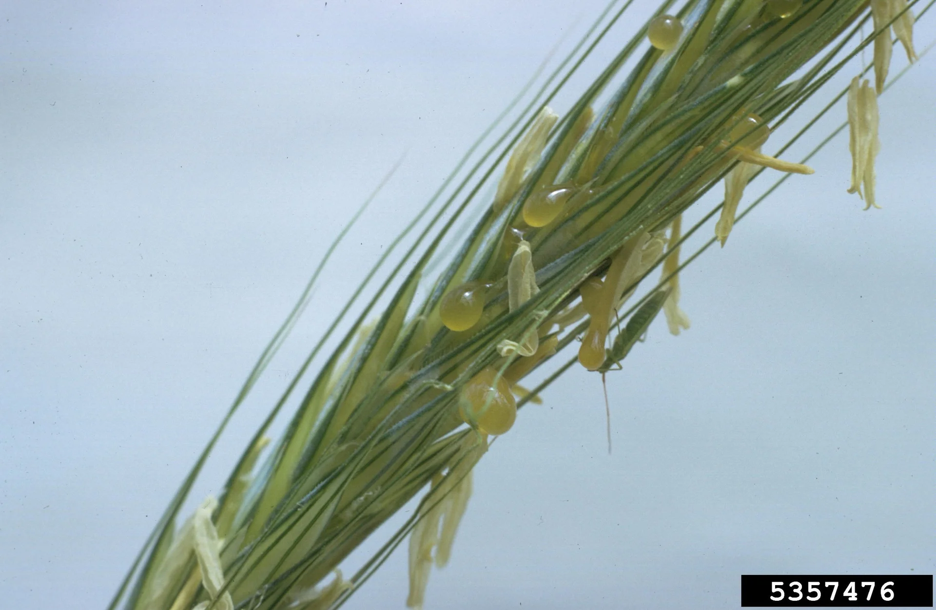 Sticky amber honeydew droplets oozing from the flowering head of a cereal crop, the first sign of ergot infection