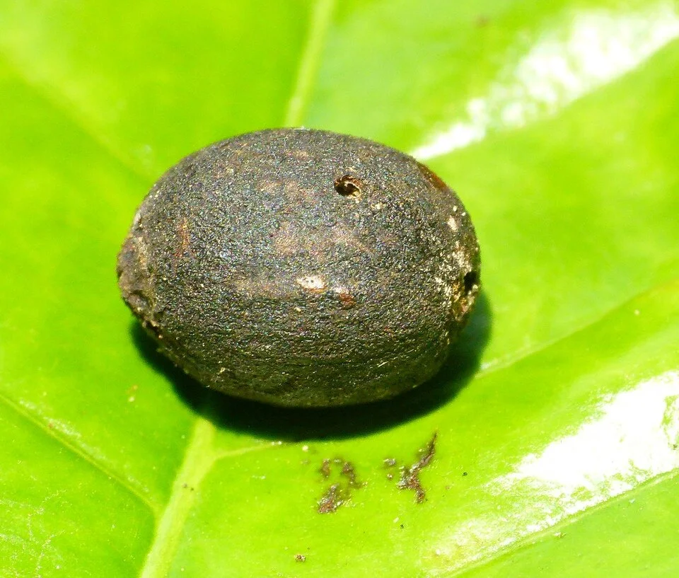 Coffee berry disease