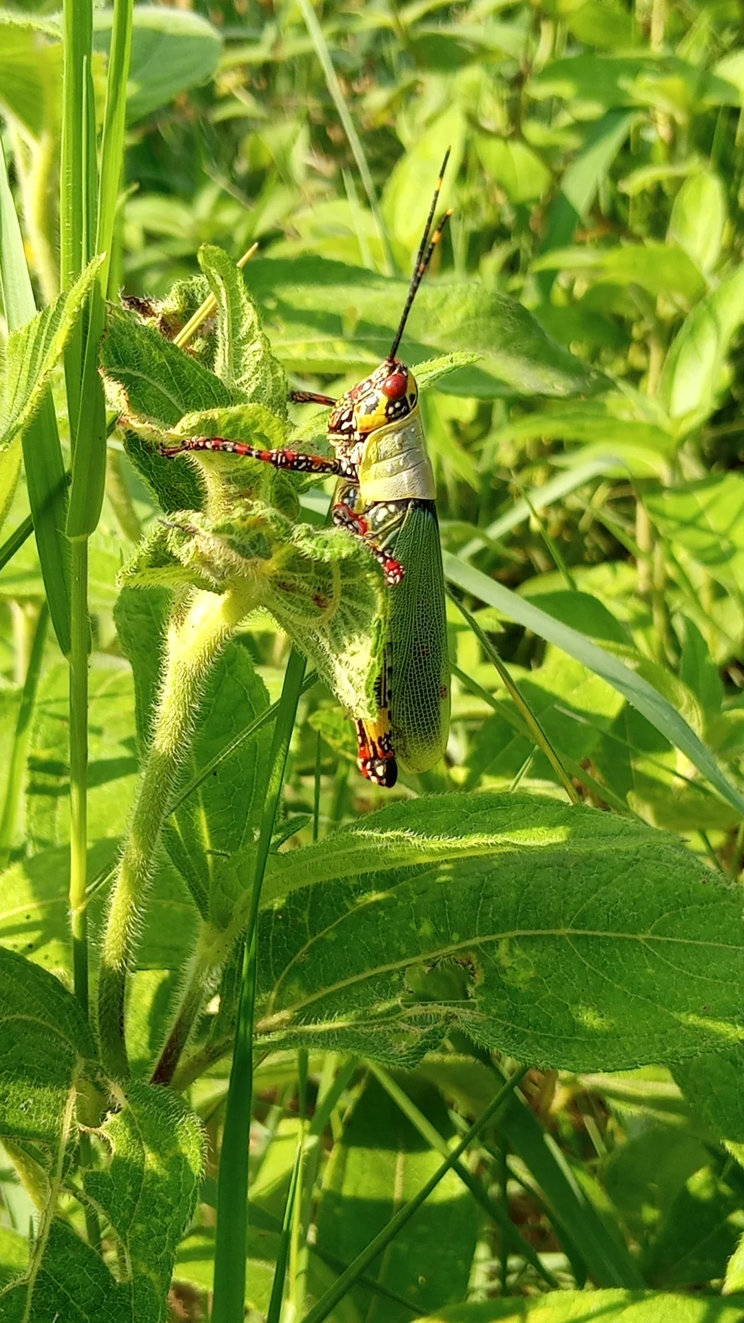 Variegated grasshopper (Zonocerus variegatus), a common West African crop pest, resting on a plant