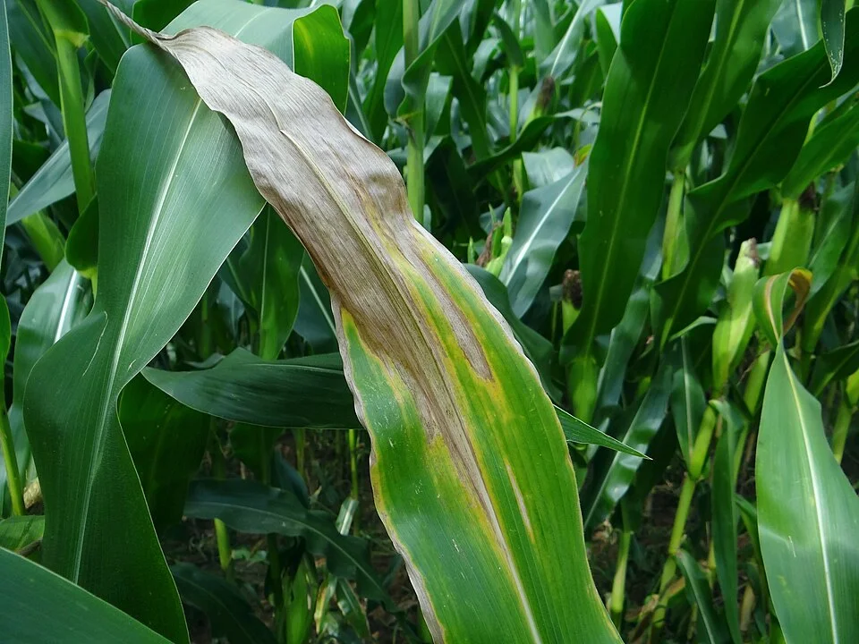 Turcicum leaf blight