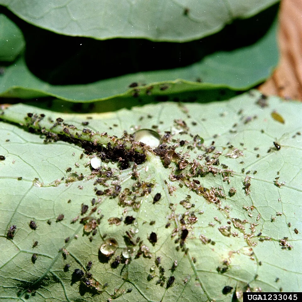Cotton aphid