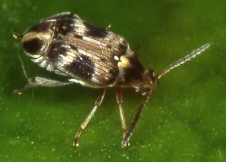 Bruchids (bean and cowpea weevils)