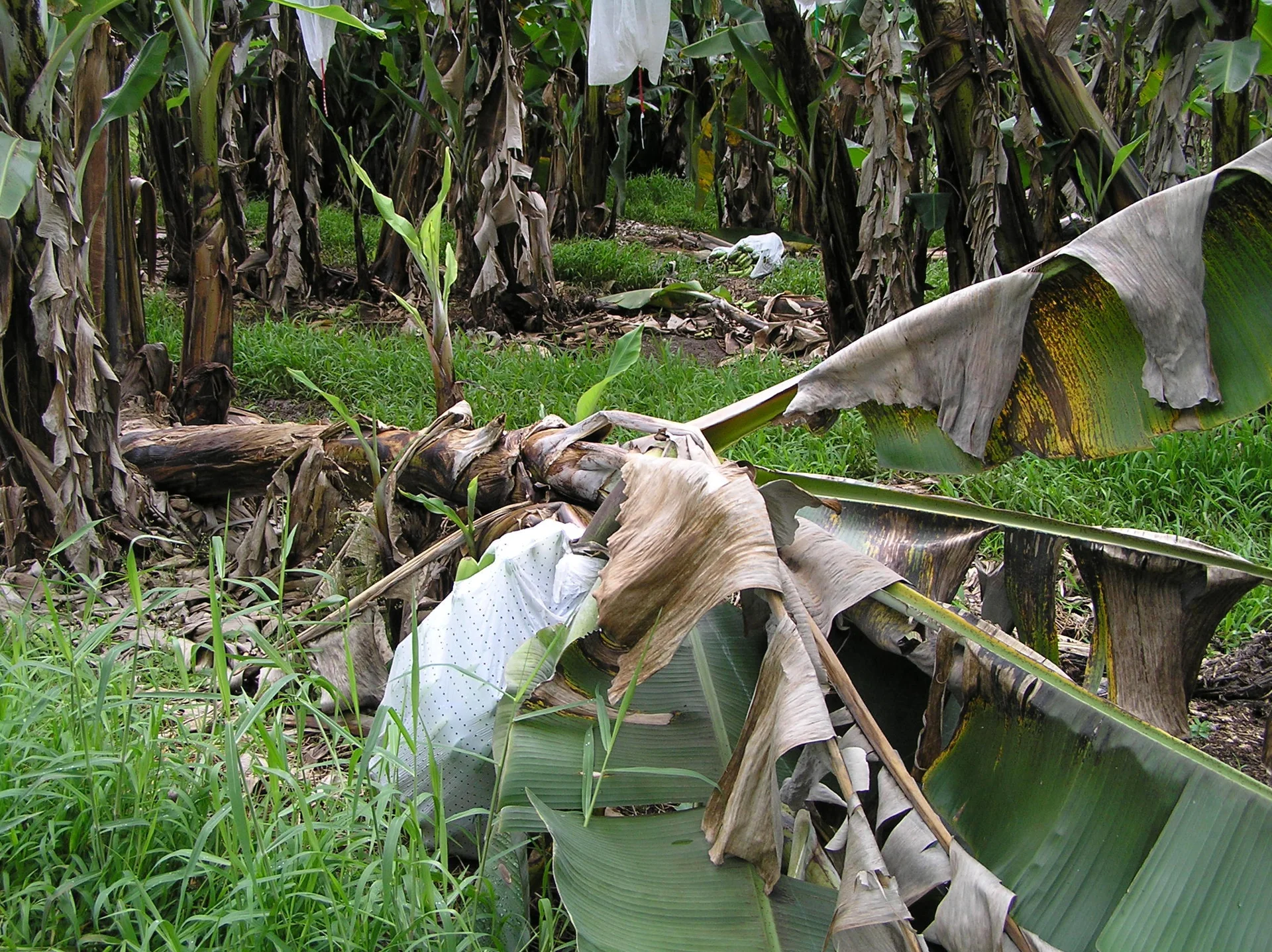 A mature banana plant carrying a bagged bunch toppled over at the base in a plantation while neighbouring plants stand — the 'blackhead toppling disease' caused when burrowing nematodes rot the anchor roots and corm