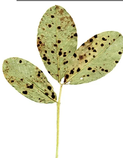 A groundnut leaf covered in the small dark round brown-black spots of late leaf spot