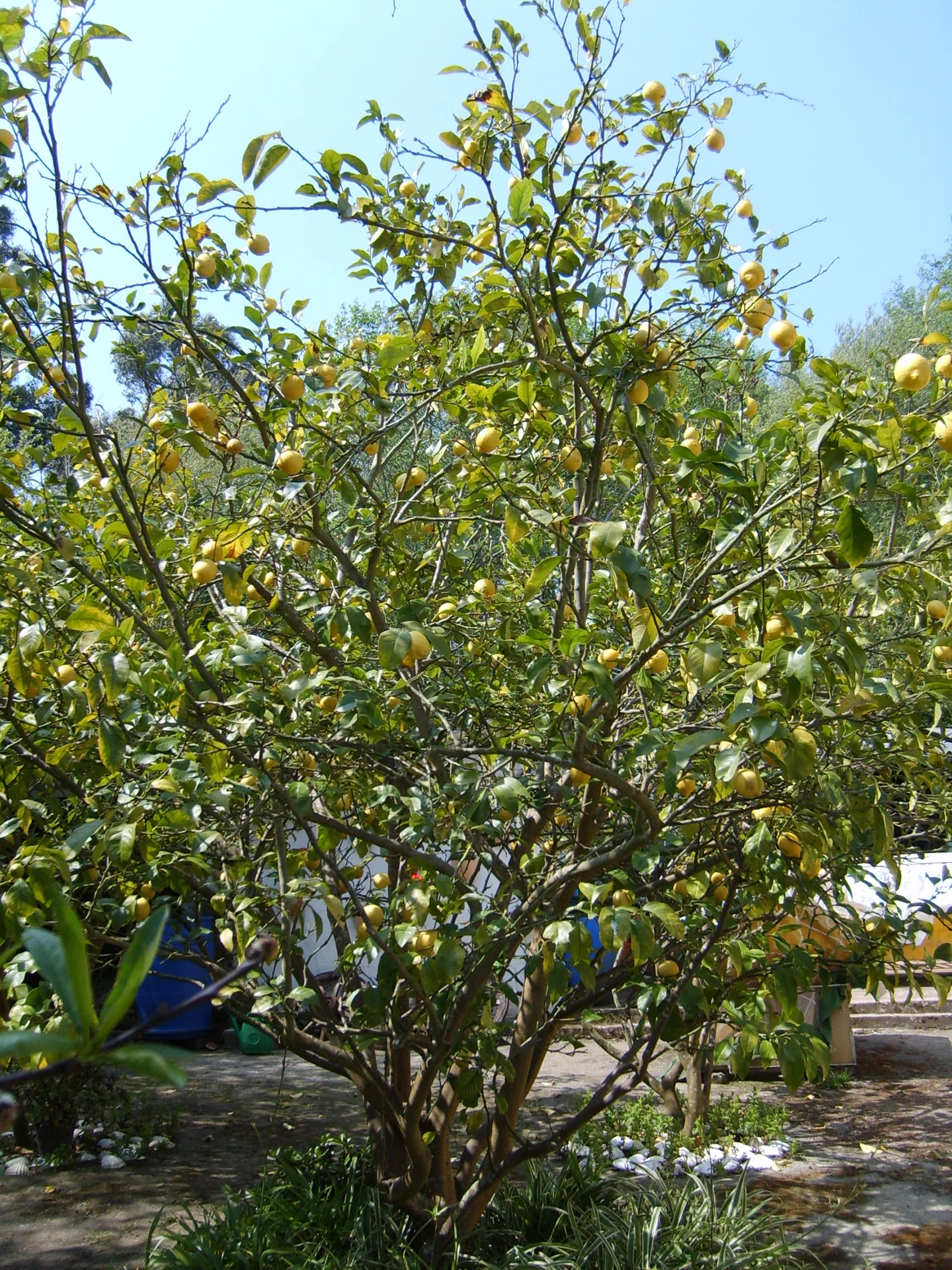 A lemon tree in a garden laden with ripe yellow lemons among green leaves