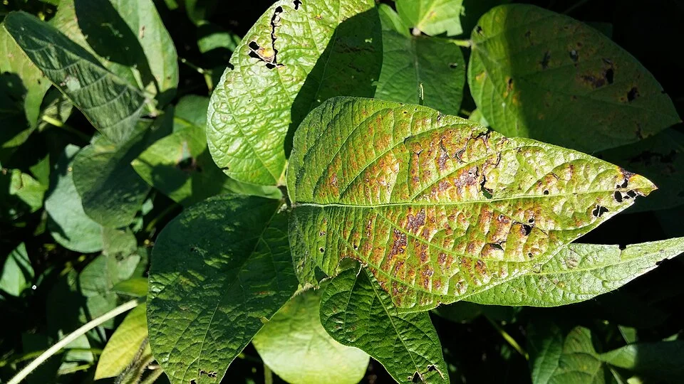 Cercospora leaf blight