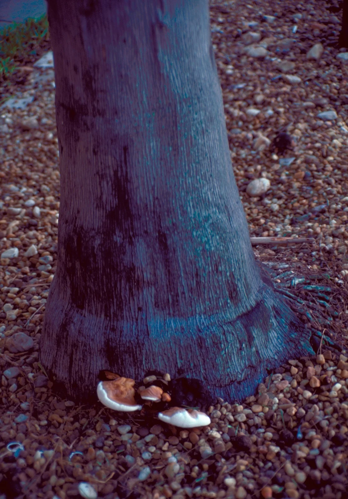 Woody shelf-shaped Ganoderma bracket fungi emerging at the base of a palm trunk (basal stem rot / butt rot)