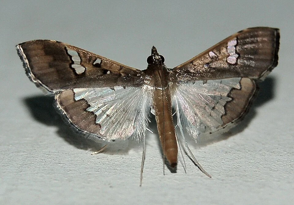 Legume pod borer
