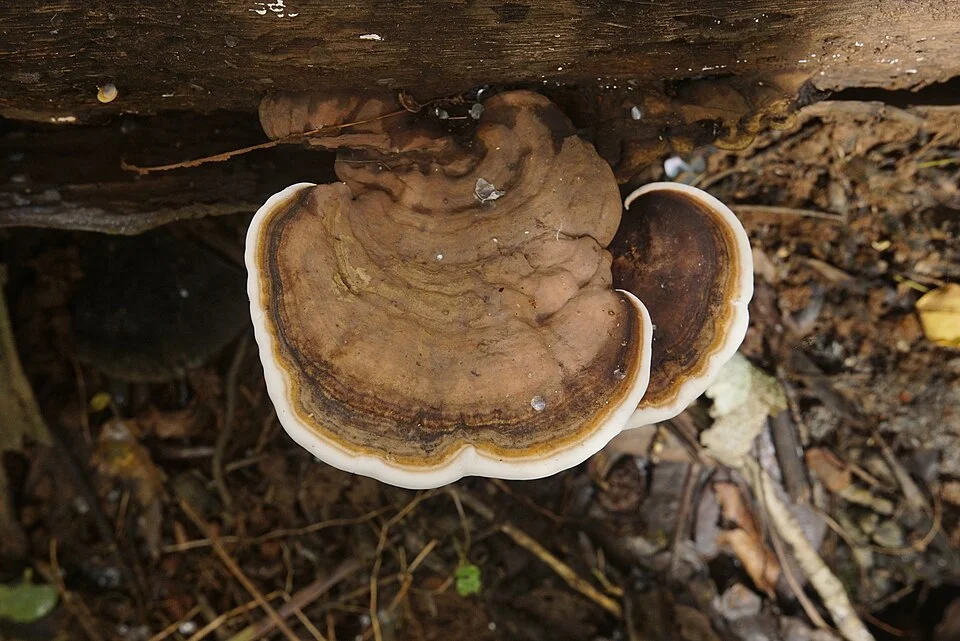 Woody, shelf-shaped Ganoderma bracket (conk) with a mahogany-brown zoned top and a white underside and rim