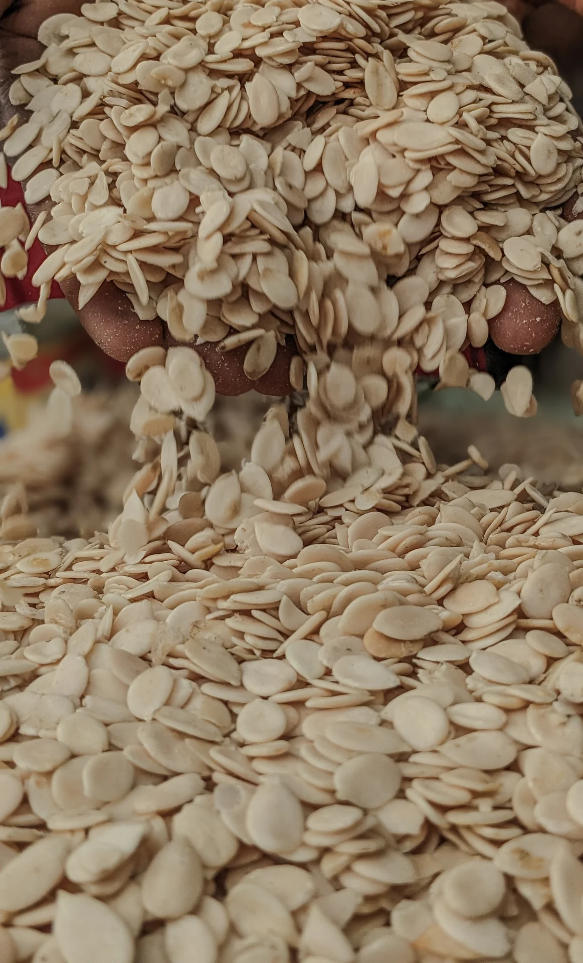 Handfuls of flat, cream-white oil-rich egusi melon seeds being poured onto a heap