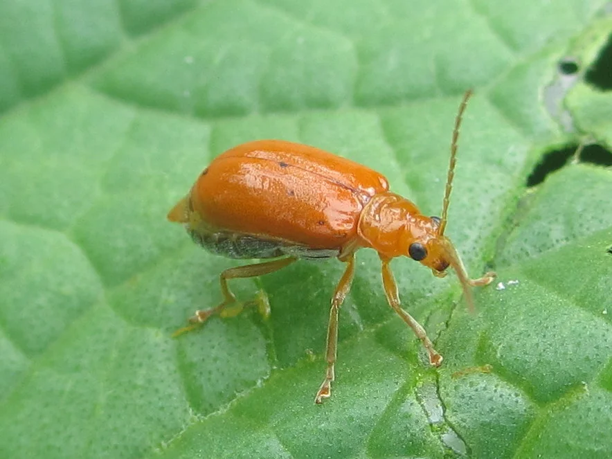 Orange-red pumpkin beetle (Aulacophora africana) on a cucumber leaf, with feeding holes chewed in the leaf