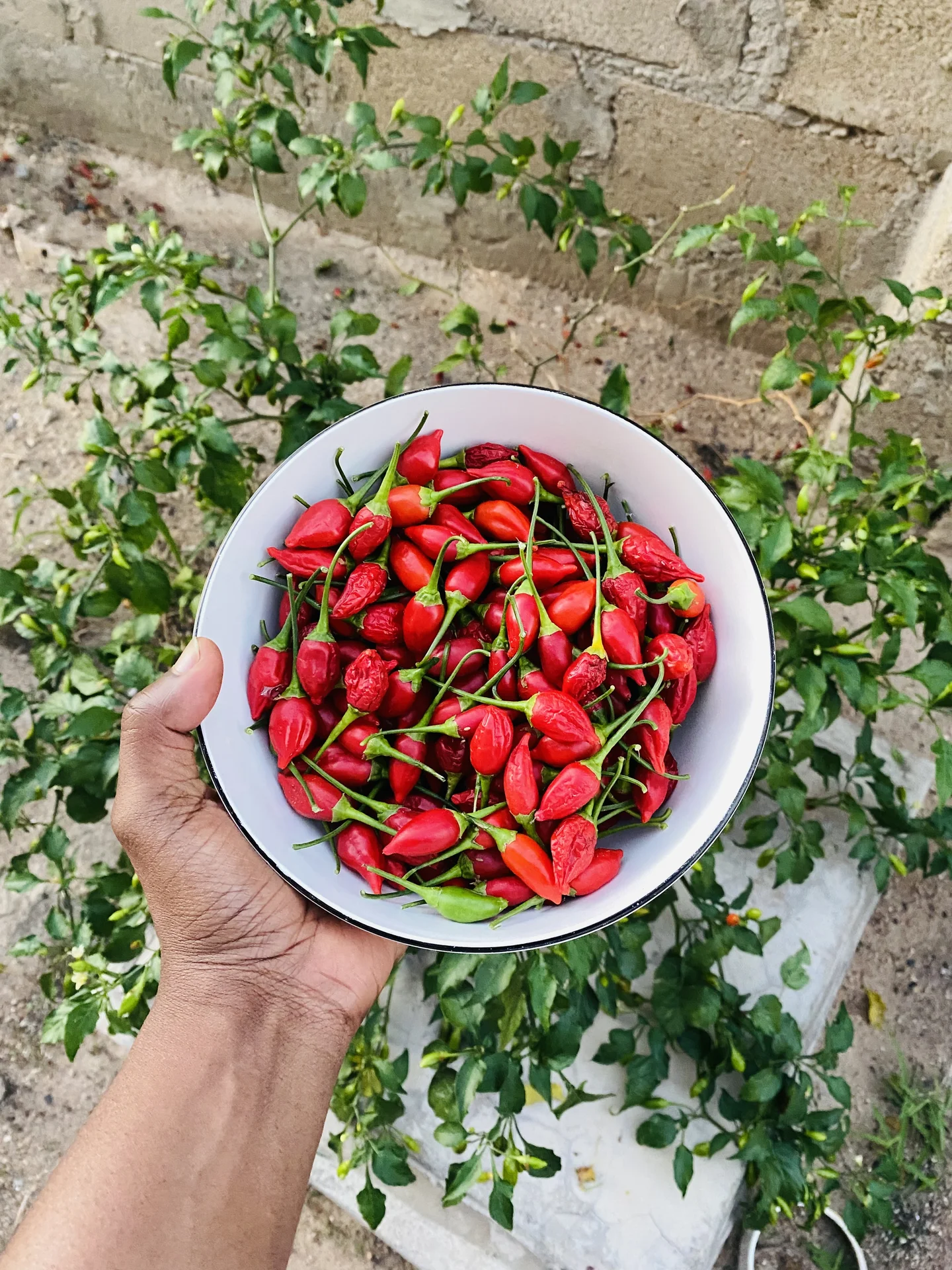 A bowl of freshly harvested ripe red hot chilli pods held over a chilli plant