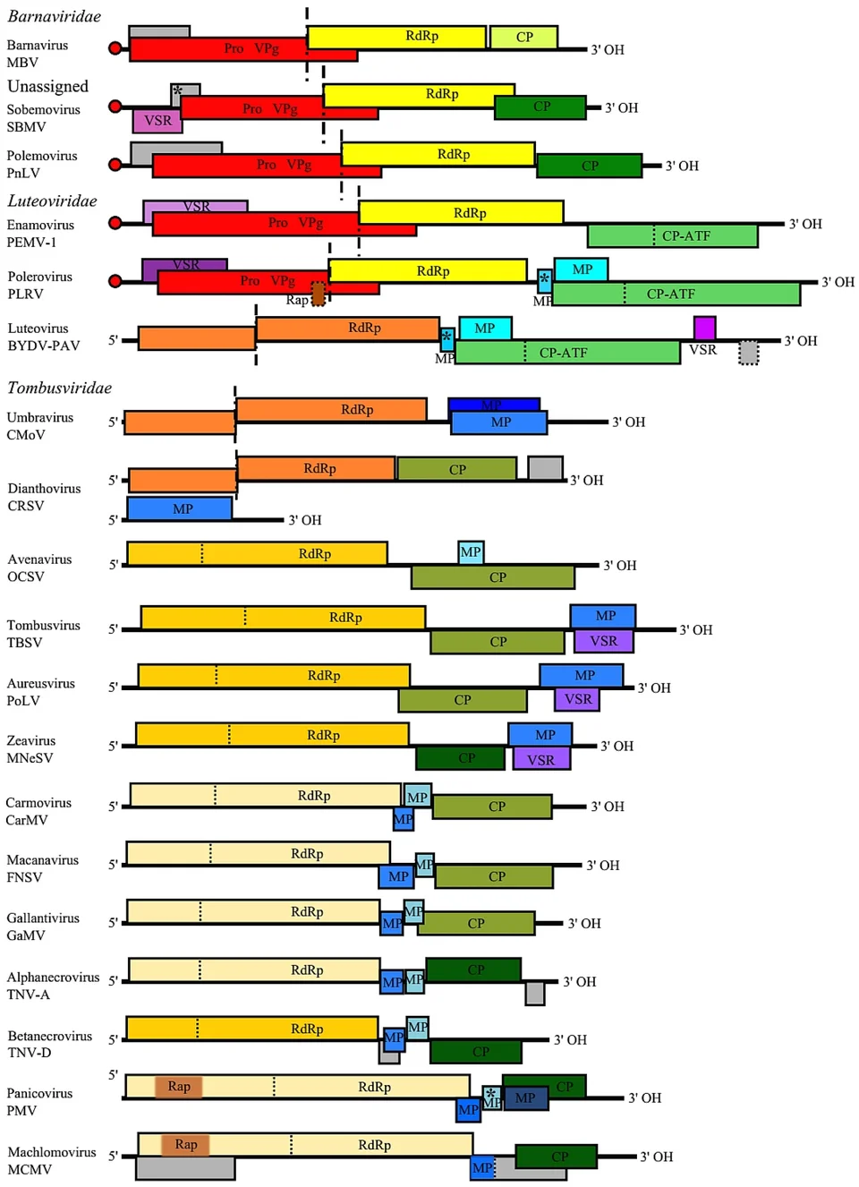 Maize streak virus