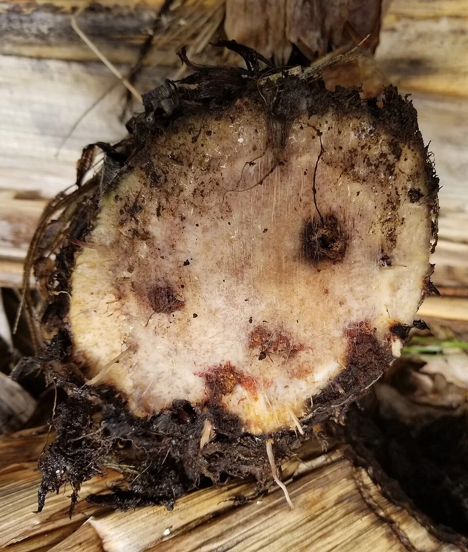 Banana weevil