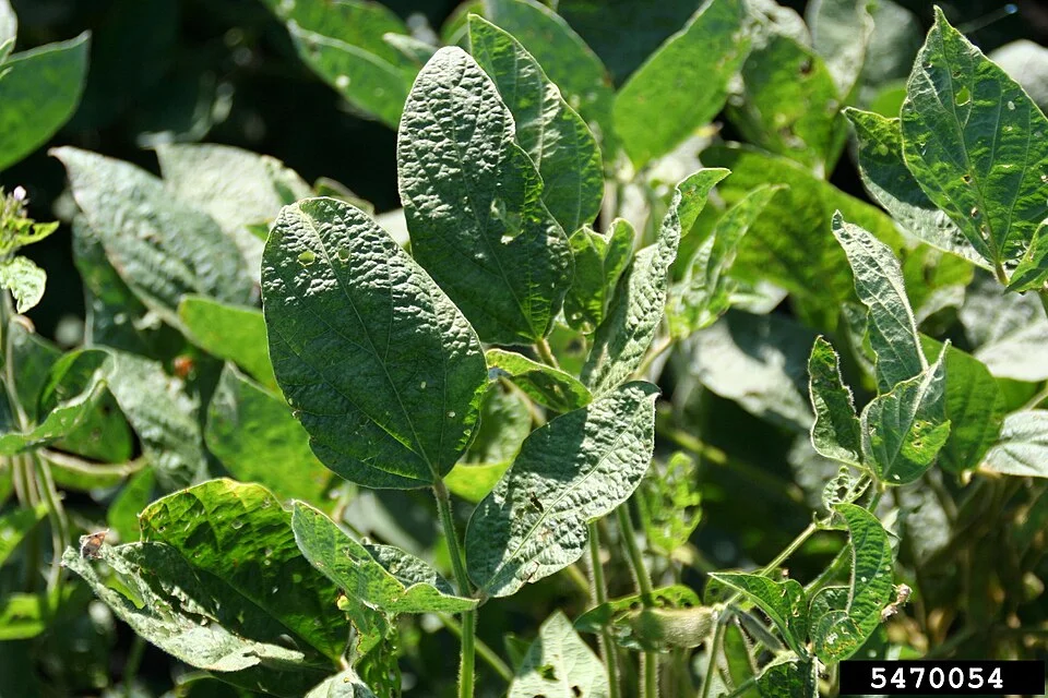 Soybean plants with light-green and dark-green mosaic mottling and crinkled, puckered leaves typical of soybean mosaic virus