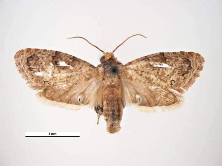 False codling moth