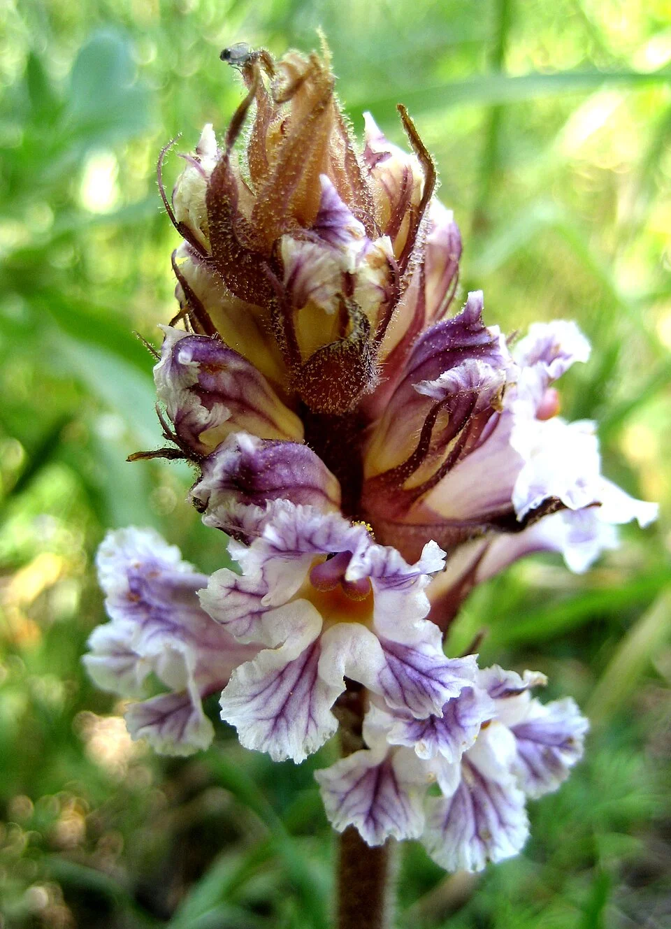 Broomrape