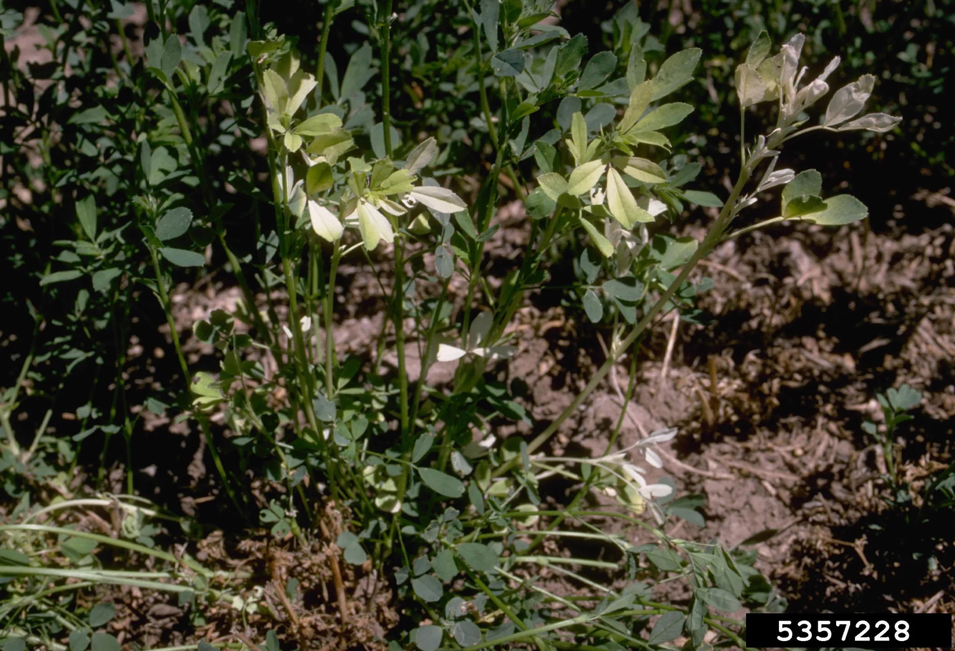 Stunted plant with pale, curled and distorted young shoots showing the swollen, twisted growing-point damage typical of stem and bulb nematode