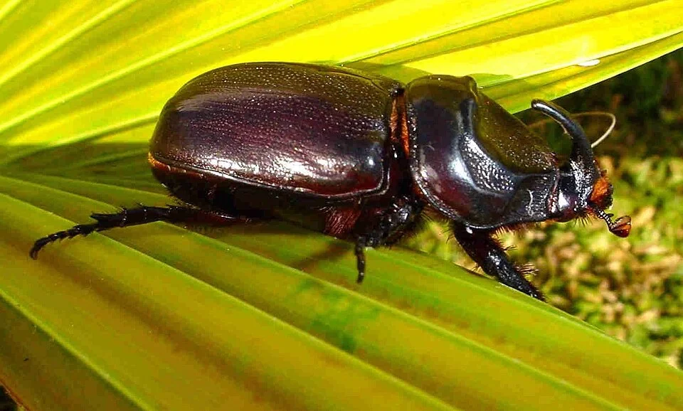 Rhinoceros beetle