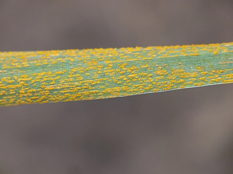 Yellow rust