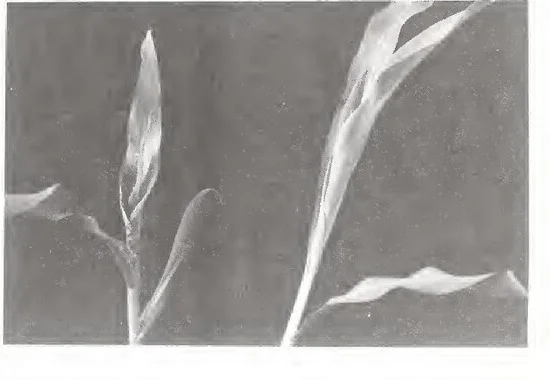 Young maize seedlings showing pale streaks running the length of the leaves, the early symptom of maize streak virus