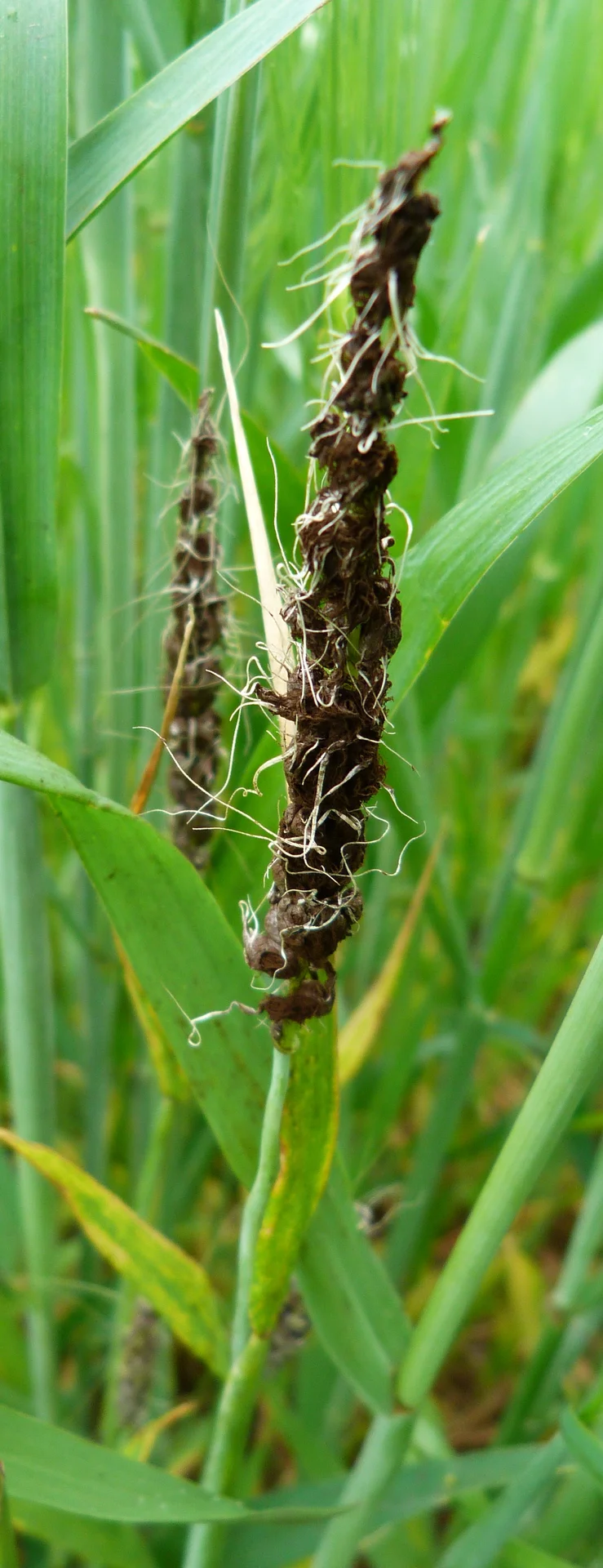 Close-up of two smutted barley heads in the field, the grain turned to a dark brown-black powdery mass on the bare central stalk